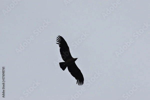Obraz Condor silhouette