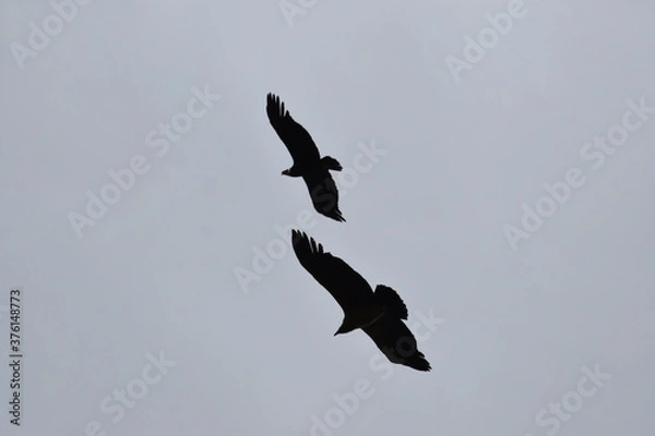 Obraz Condor silhouettes