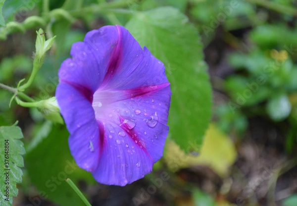 Obraz violet flower in the garden