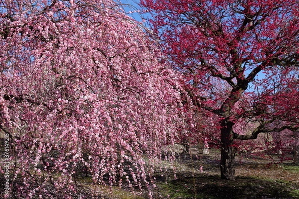 Fototapeta 枝垂れ梅の咲く風景