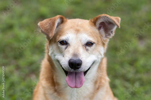 Fototapeta Smiling happy Dog