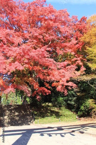 Fototapeta 紅葉と鳥居の影