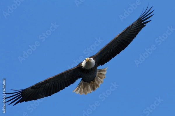 Fototapeta Bald Eagle In Flight