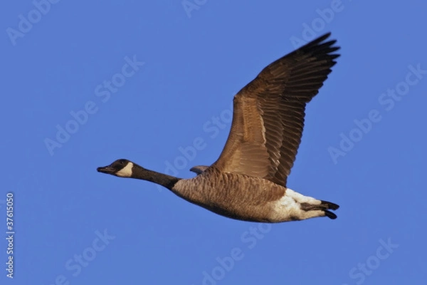 Obraz Canada Goose in Flight