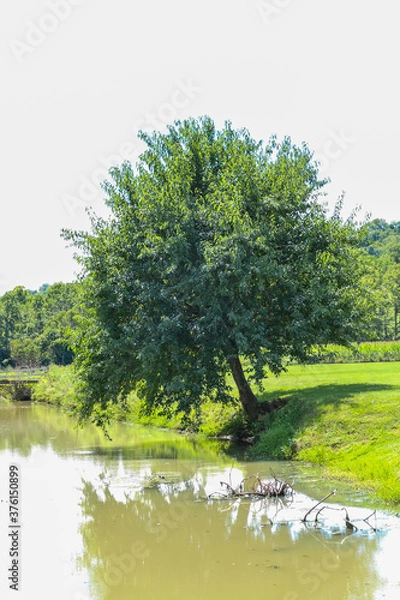 Obraz tree on the riverbank 