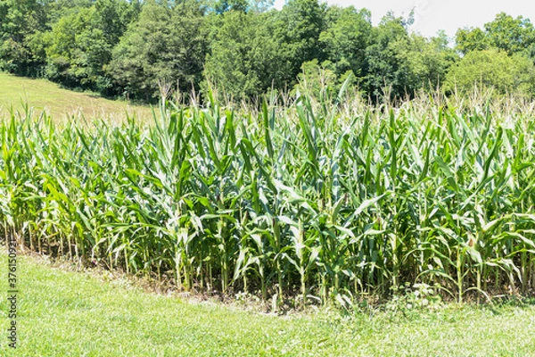 Obraz corn field in the summer