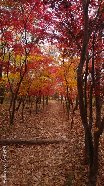 Obraz 단풍나무 숲