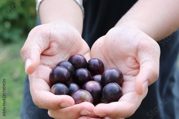 Obraz hands holding a handful of fresh dark grapes