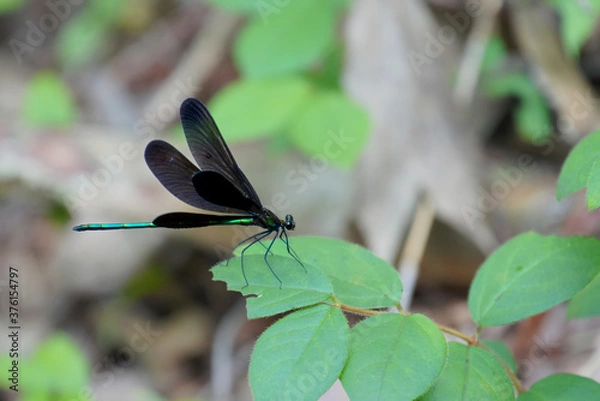 Fototapeta イトトンボ