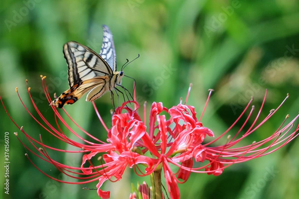 Obraz 彼岸花とアゲハチョウ