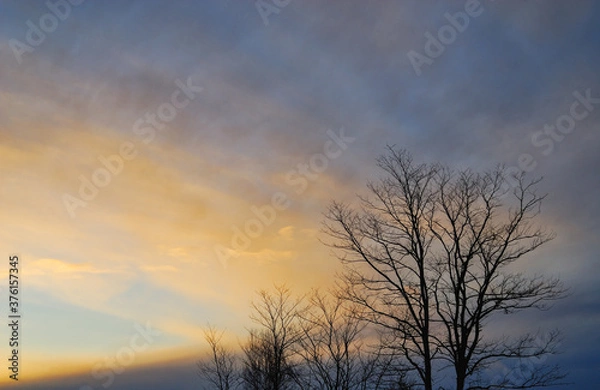 Fototapeta 夕暮れ　夕焼け　空　木　冬　素材