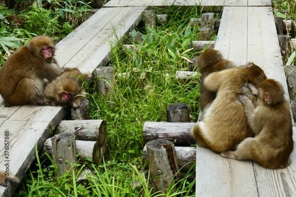 Obraz 日本の可愛い猿