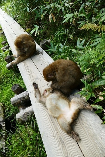 Obraz 日本の可愛い猿