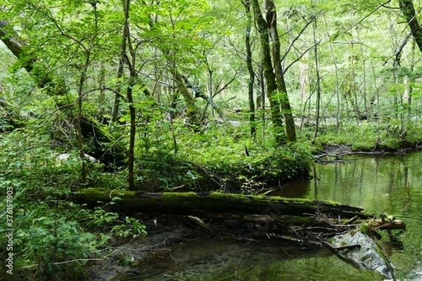 Obraz 日本の長野県の上高地の林道