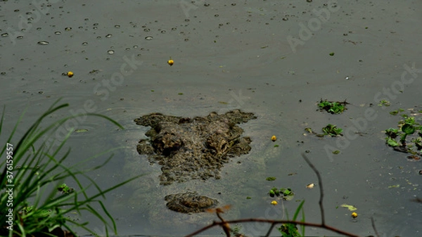 Obraz frog in the pond