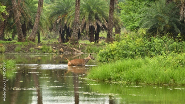 Obraz duck in the pond