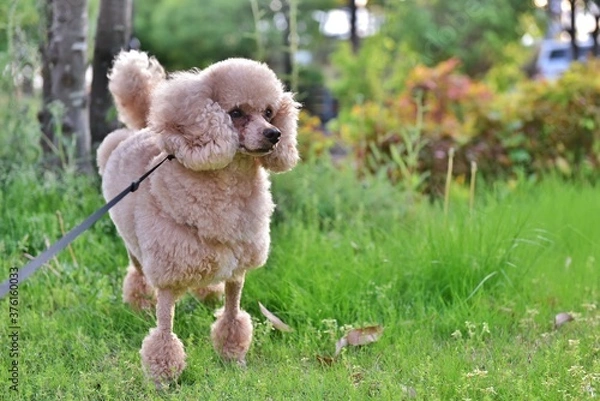 Fototapeta お散歩中のワンちゃん（トイプードル）