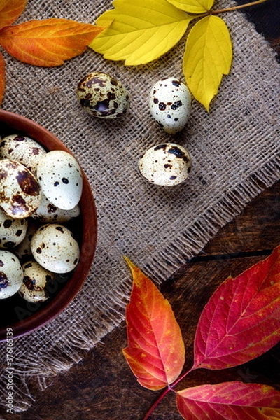 Fototapeta quail eggs in a ceramic bowl with autumn leaves on a dark background