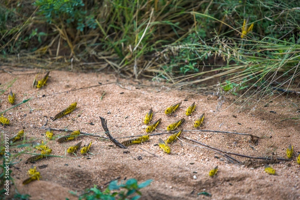 Fototapeta Desert Locusts on dirt road, after feeding on crops. It is a swarming short-horned grasshopper in the family Acrididae. Plagues destroy agricultural production in Africa, Samburu NP, Kenya, India.