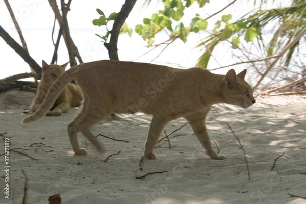 Fototapeta Malediven, Embudu