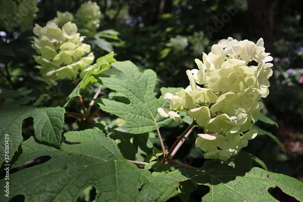 Fototapeta 紫陽花