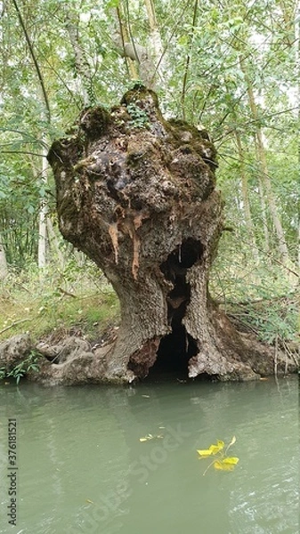 Obraz Halloween tree trunk