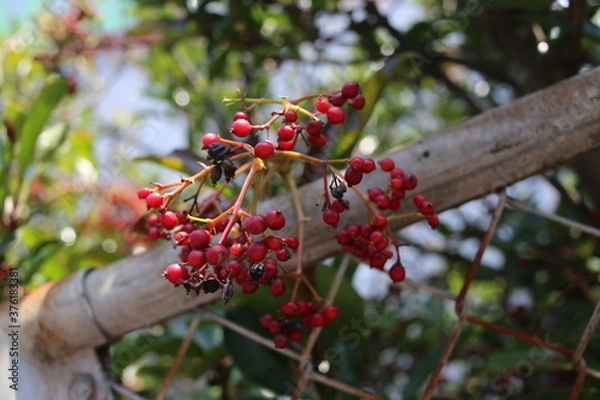 Fototapeta 珊瑚樹の実