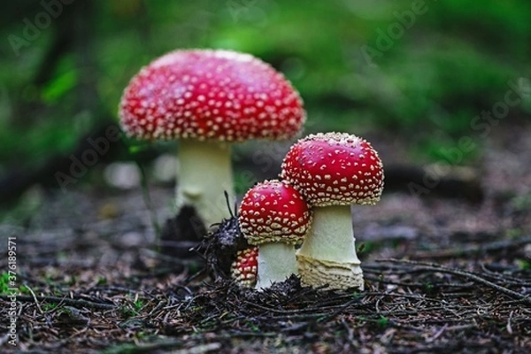 Obraz Muchomor czerwony