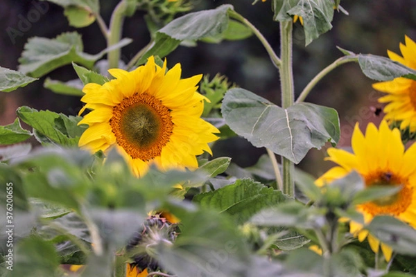Fototapeta Sunflowers in a UK field
