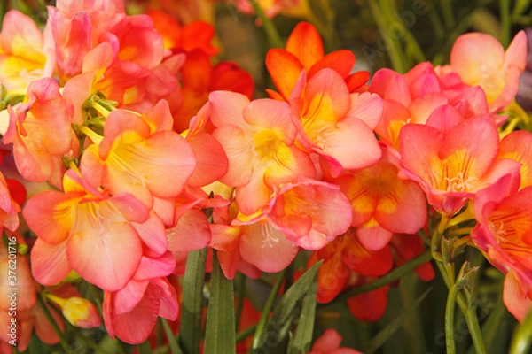 Obraz Freesias.