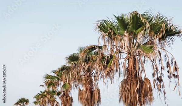 Obraz the palm trees