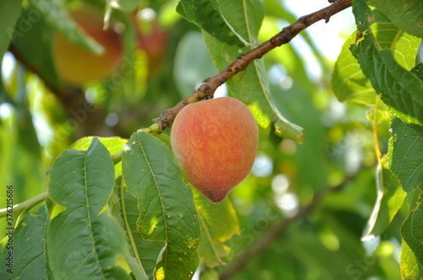 Obraz Fruit 