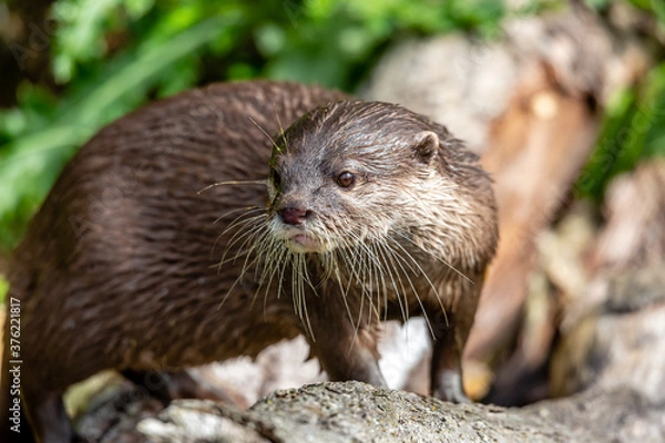 Fototapeta otter