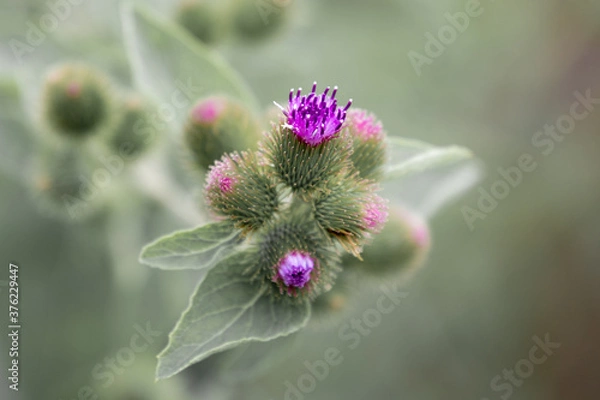 Fototapeta Arctium minus, Common Burdock, showing a cluster of purple flower heads opening among plentiful green bracts, and lower leaves, in Lansing, Michigan, USA
