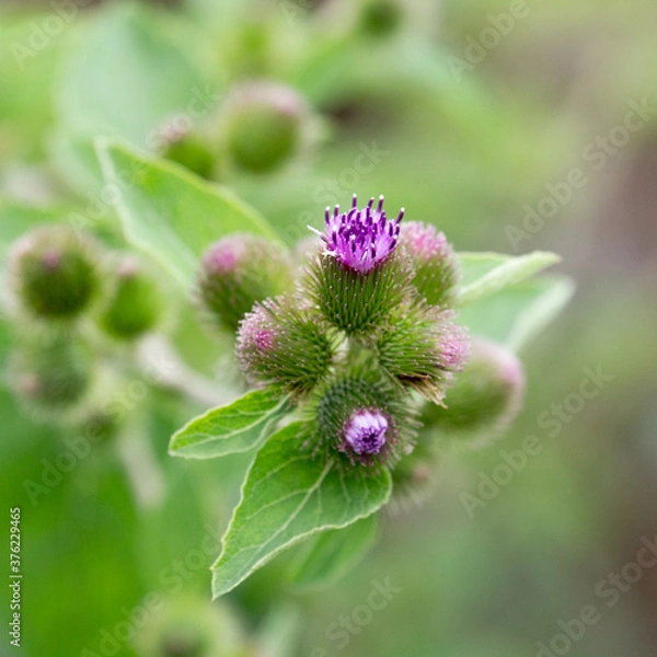 Fototapeta Arctium minus, Common Burdock, showing a cluster of purple flower heads opening among plentiful green bracts, and lower leaves, in Lansing, Michigan, USA