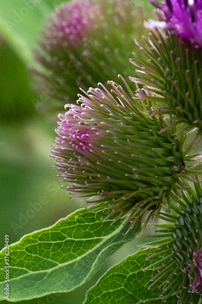 Fototapeta Closeup of Arctium minus, Common Burdock, showing the emerging purple sheaths and bracts of a cluster of purple flower heads, in Lansing, Michigan, USA