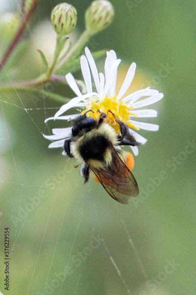 Fototapeta Bombus ternarius, also known as tri-colored or orange-belted bumblebee, collects nectar and pollen, near Brimley, Michigan, USA