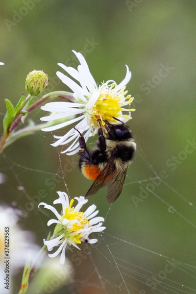Fototapeta Bombus ternarius, also known as tri-colored or orange-belted bumblebee, collects nectar and pollen, near Brimley, Michigan, USA