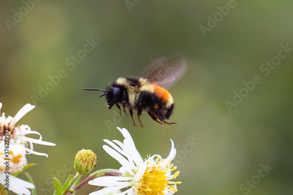 Fototapeta Bombus ternarius, also known as tri-colored or orange-belted bumblebee, in flight looking for nectar and pollen, near Brimley, Michigan, USA