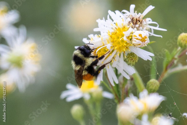 Obraz Bombus ternarius, also known as tri-colored or orange-belted bumblebee, collects nectar and pollen, near Brimley, Michigan, USA