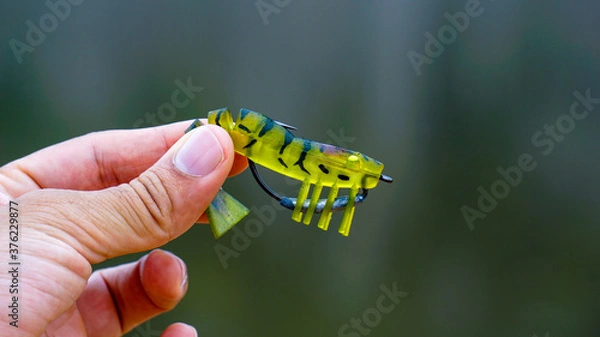Fototapeta fishing lure held in hand,a fishing lure is a type of artificial fishing bait used to attract fish. Lures come in many different shapes, sizes, and colors, each designed to attract fish