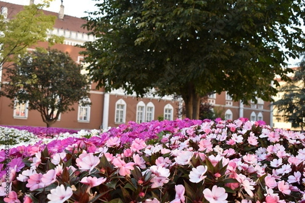 Obraz flowers in the park