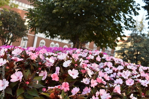 Obraz flowers in the park