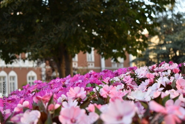 Obraz pink and white flowers