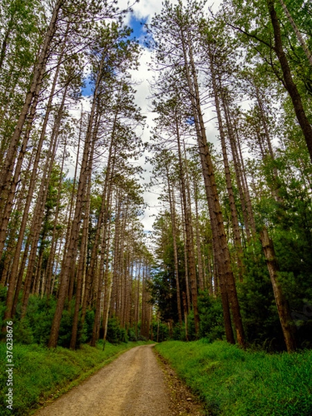 Obraz Forest Drive in Cooks Forest State Park in Pennsylvania.  A dirt road leading into the forest with the really tall pine trees with a bright blue cloud filled sky behind all the leaves.