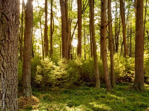Obraz Deep in the woods at Cook Forest State Park on Forest Drive in Pennsylvania at golden hour near sunset with the orange light casting through the pine trees illuminating the forest with a warm glow.