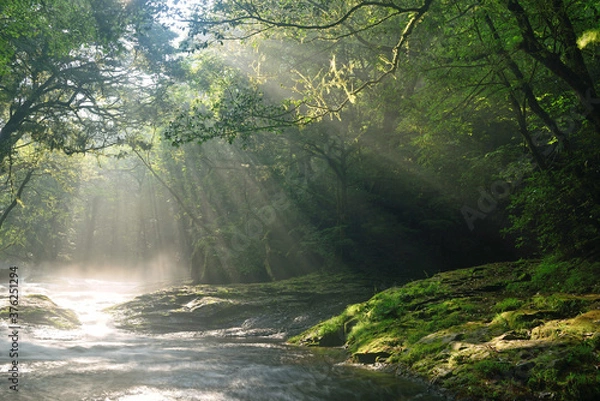 Fototapeta 菊池渓谷の光芒