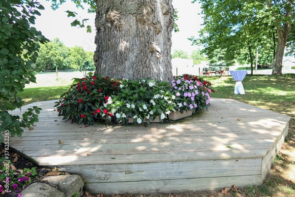 Fototapeta bench and flowers around a tree trunk