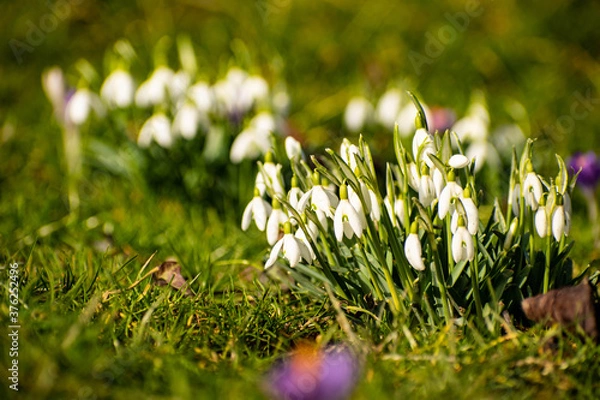 Obraz Frühlingswiese