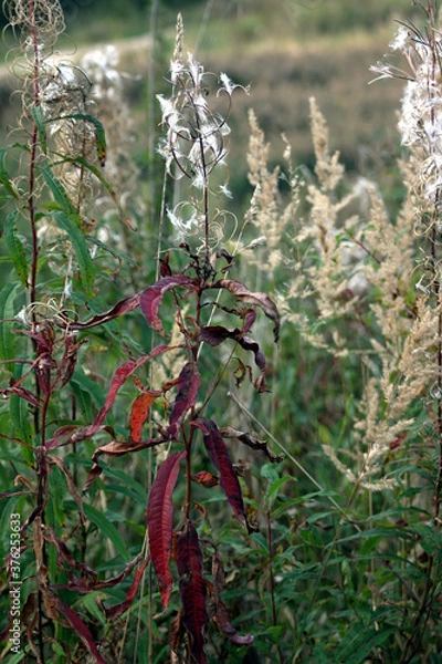 Fototapeta withering plants in the first days of autumn